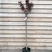 Prunus serrulata, Sakura okrasná ´ROYAL BURGUNDY´, kont. C15L, výška: 150-180 cm (-30°C)